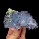 specimen video