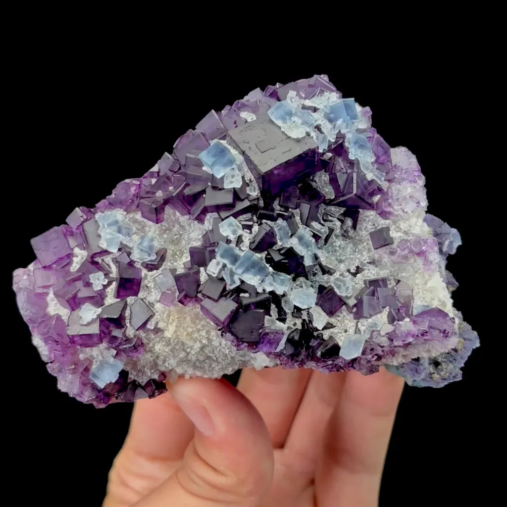 specimen video