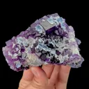 specimen video