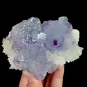 specimen video