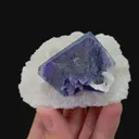 specimen video