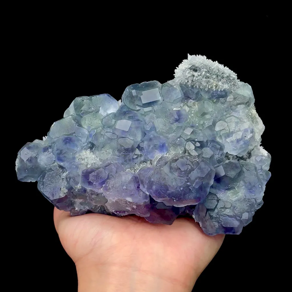 specimen video