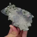 specimen video