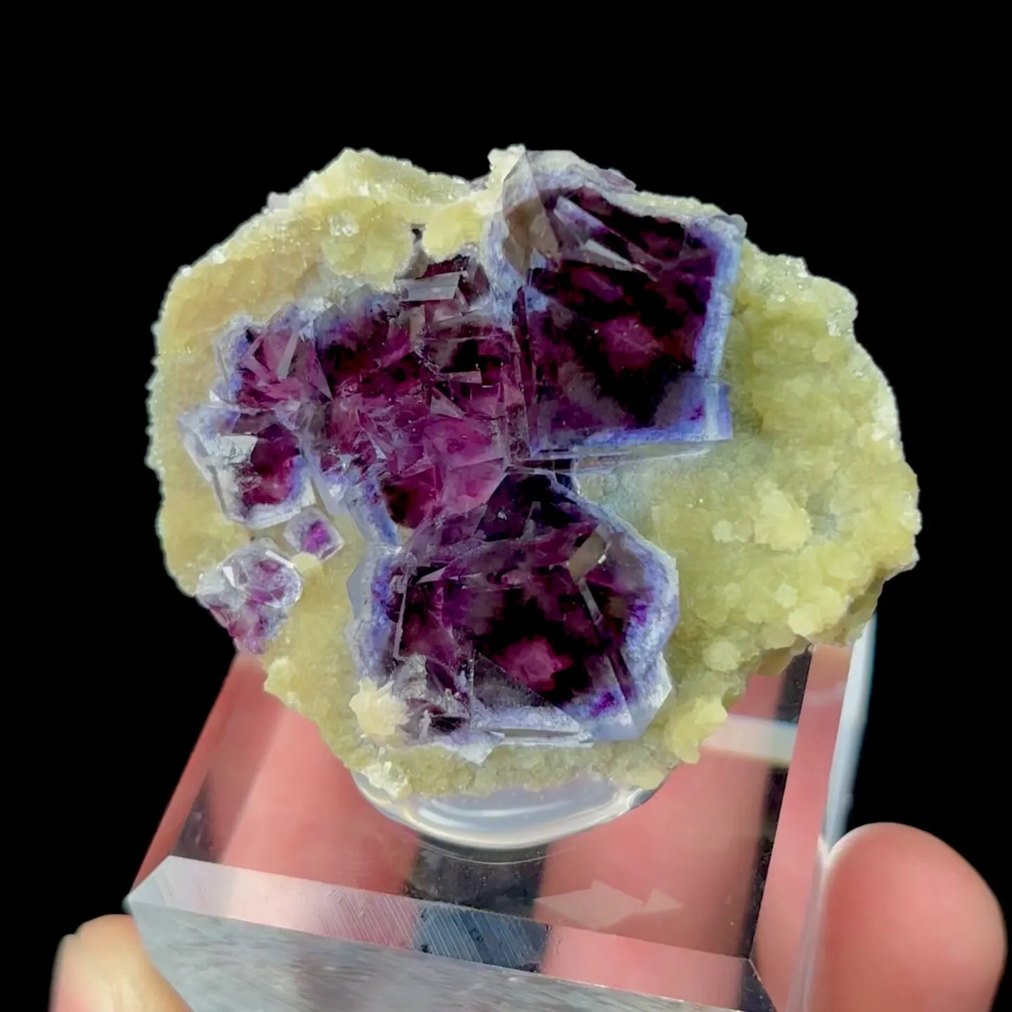 specimen video