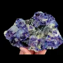 specimen video
