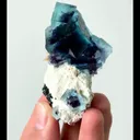 specimen video