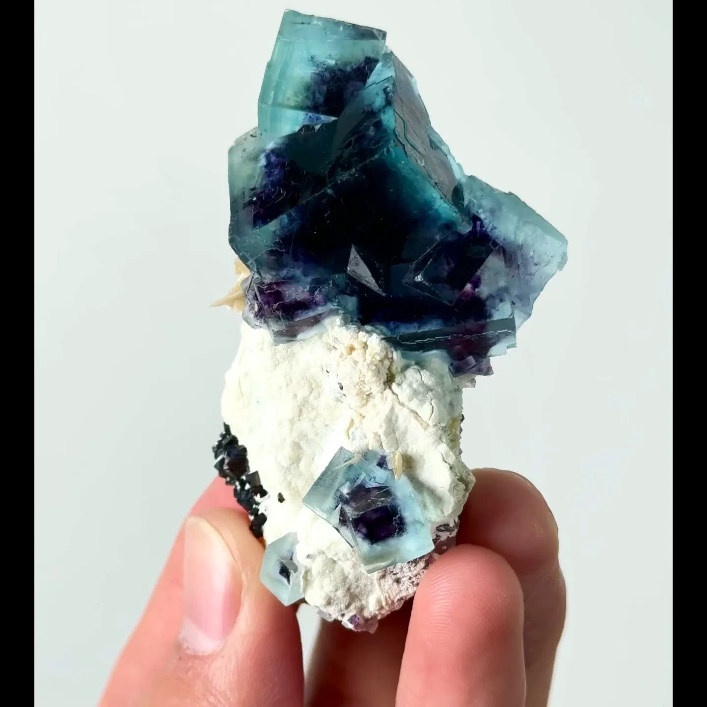 specimen video