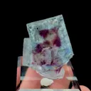 specimen video