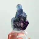 specimen video
