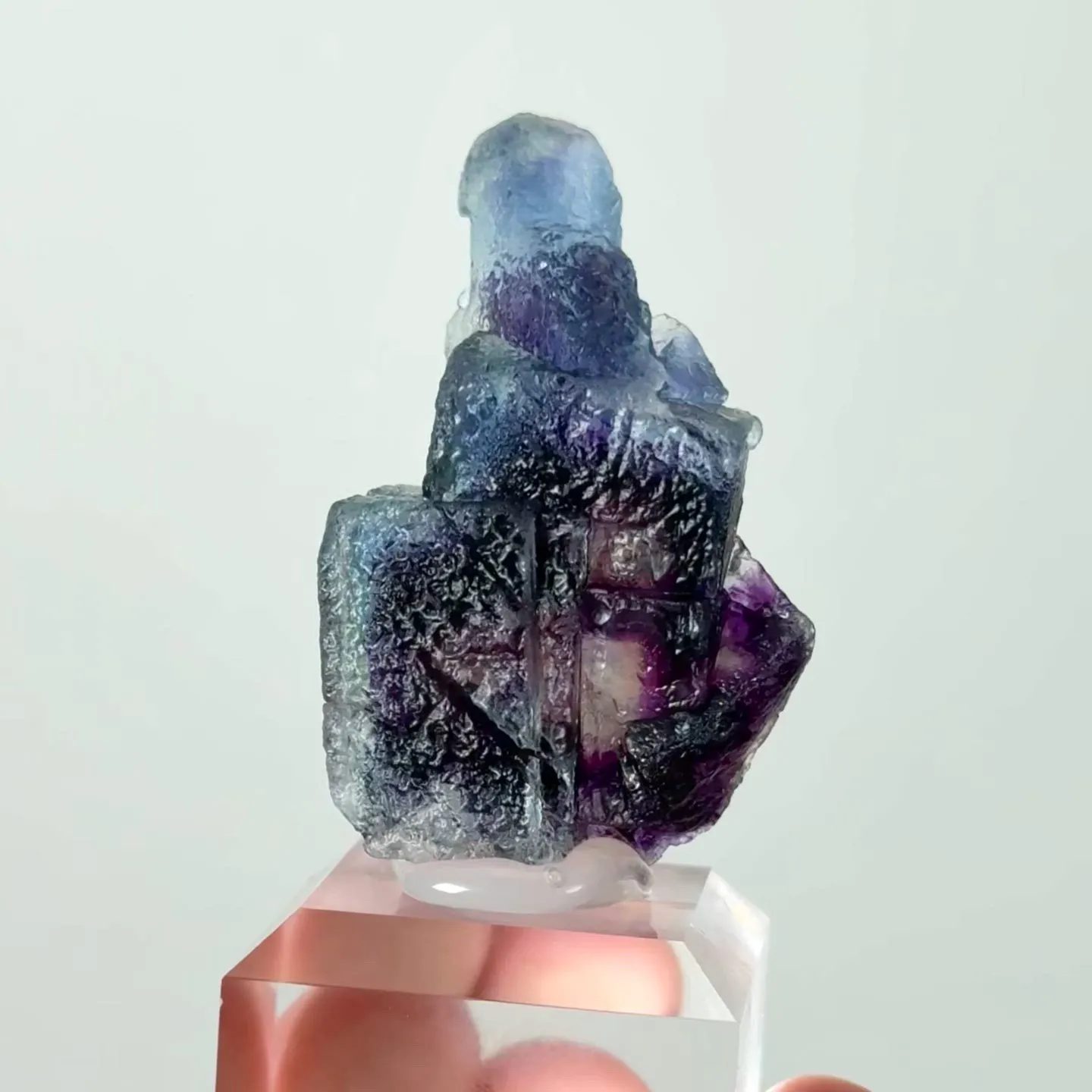 specimen video