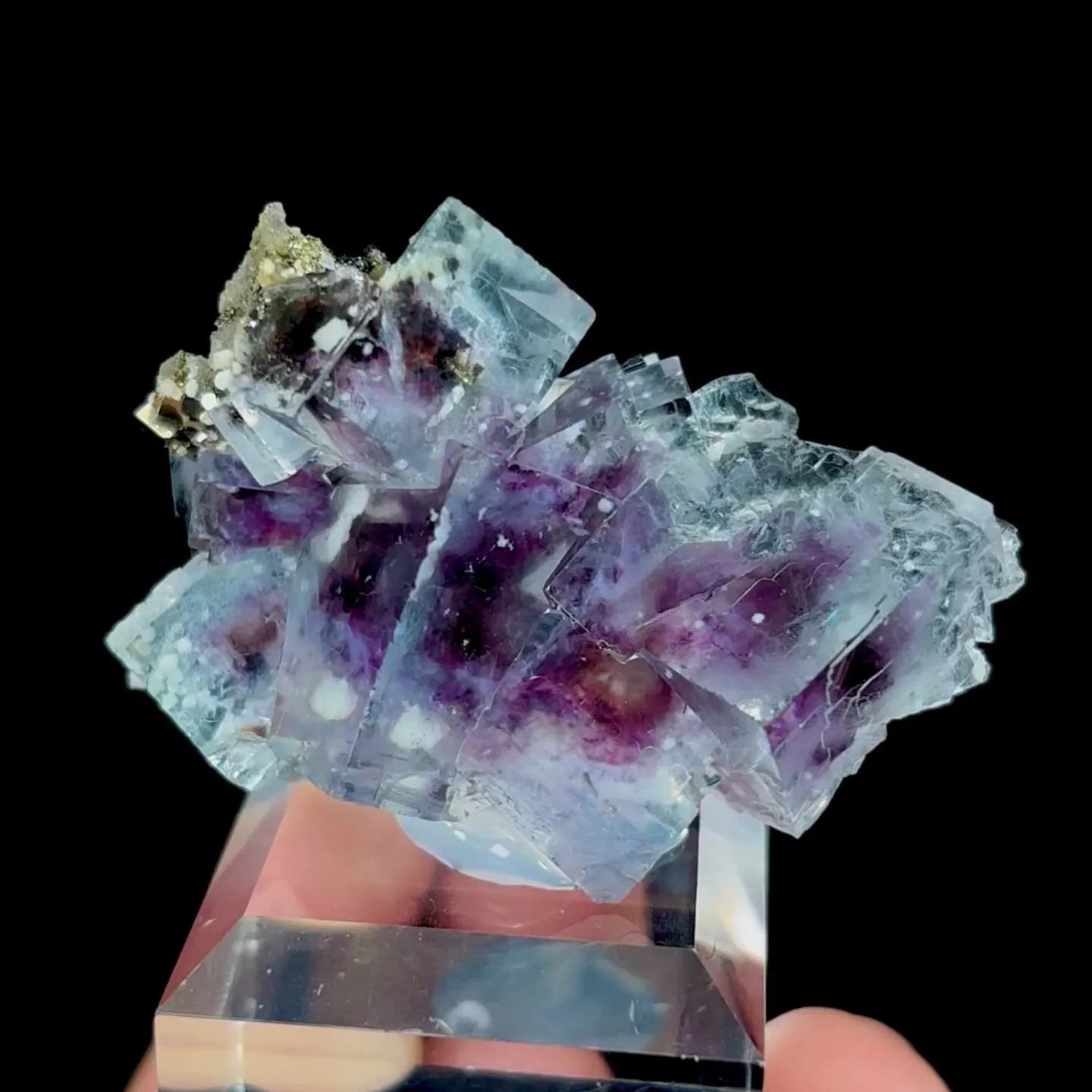 specimen video