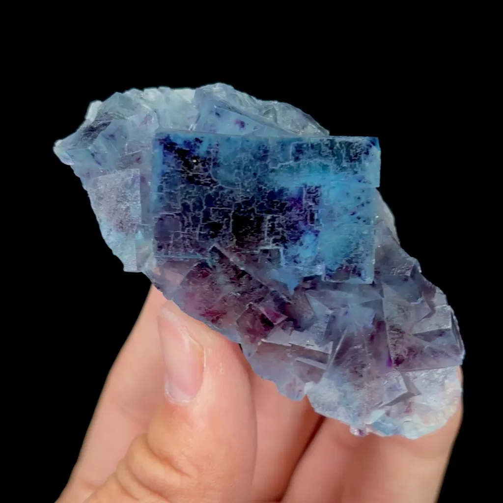 specimen video