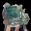 specimen video