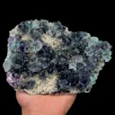 specimen video