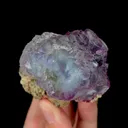 specimen video