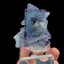 specimen video