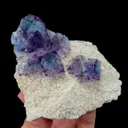specimen video