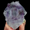 specimen video