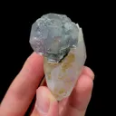 specimen video