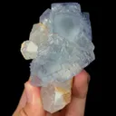 specimen video