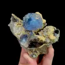specimen video