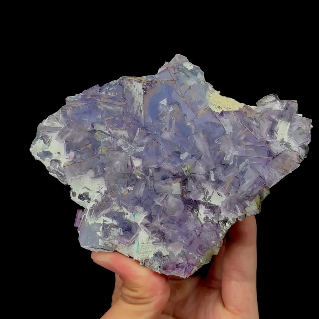 specimen video