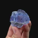 specimen video