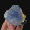 specimen video