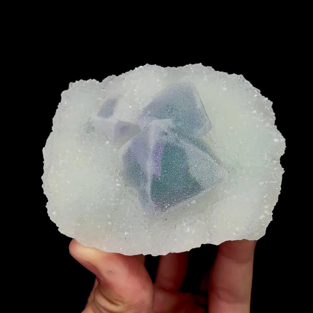specimen video