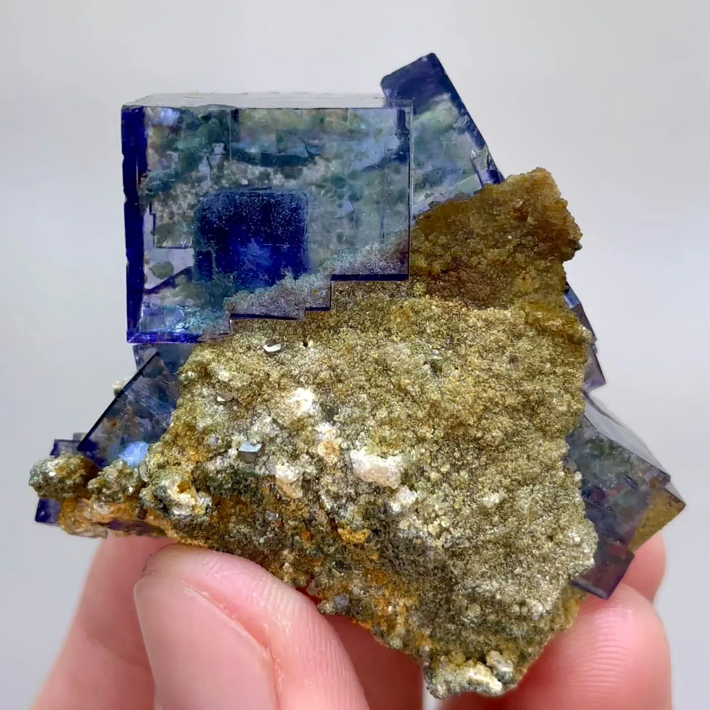 specimen video
