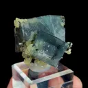 specimen video