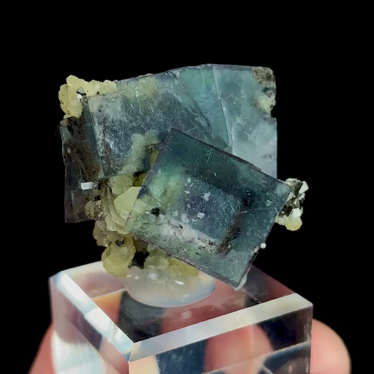 specimen video