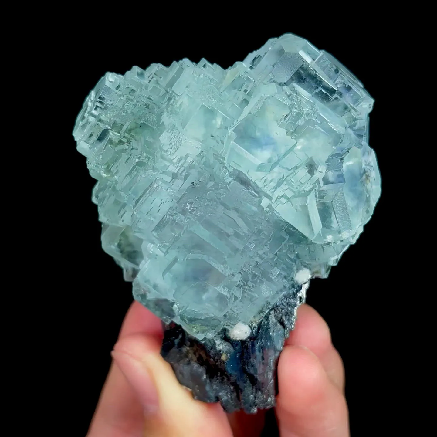 specimen video