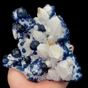 specimen video