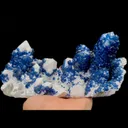 specimen video