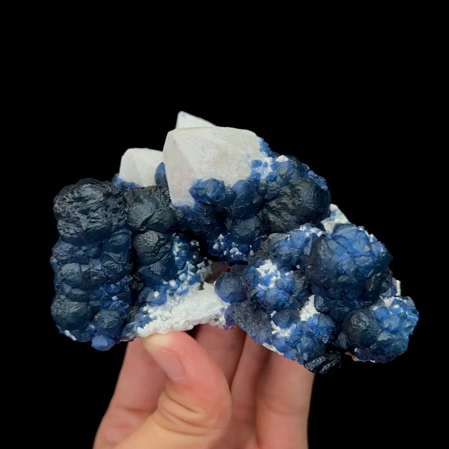 specimen video