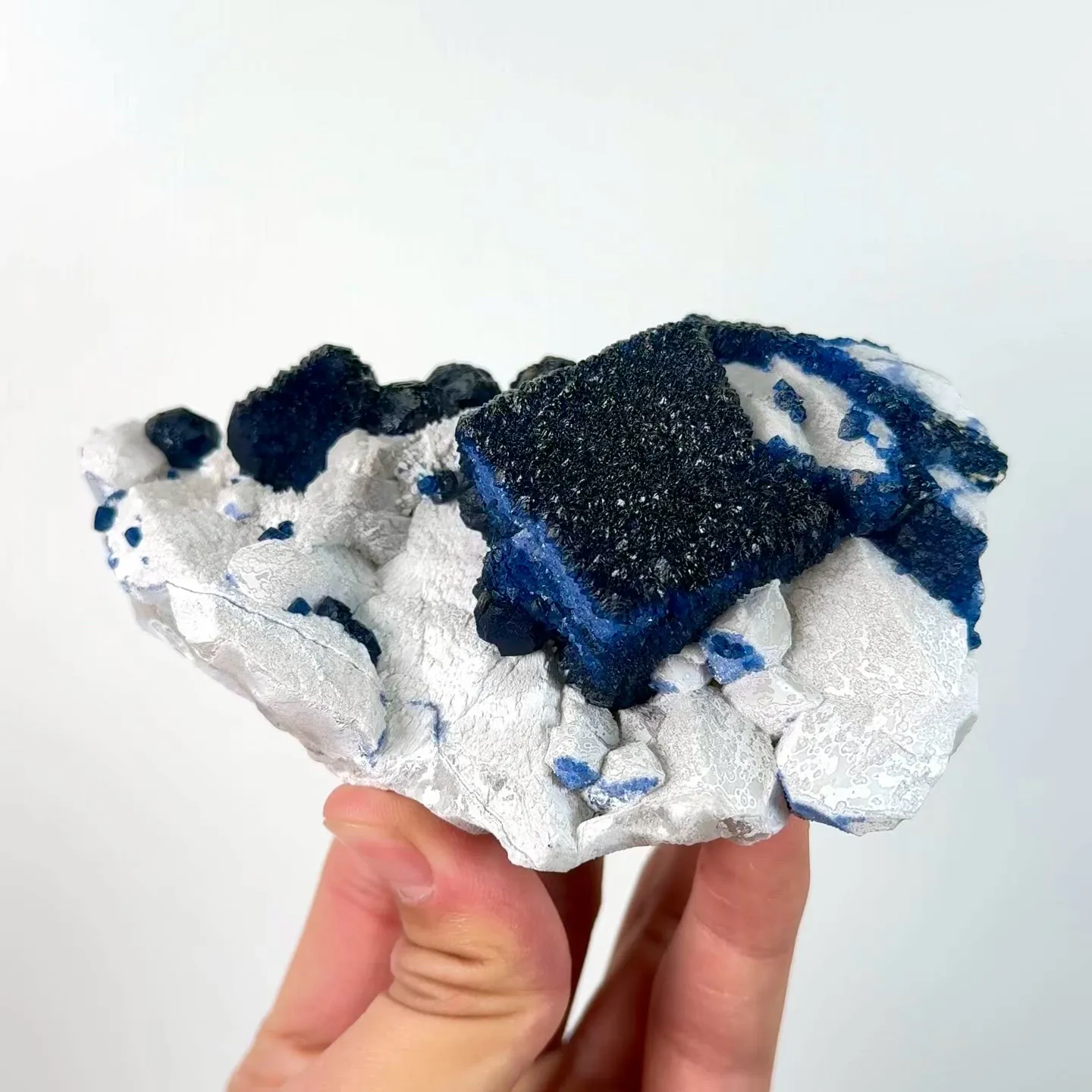 specimen video