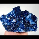 specimen video