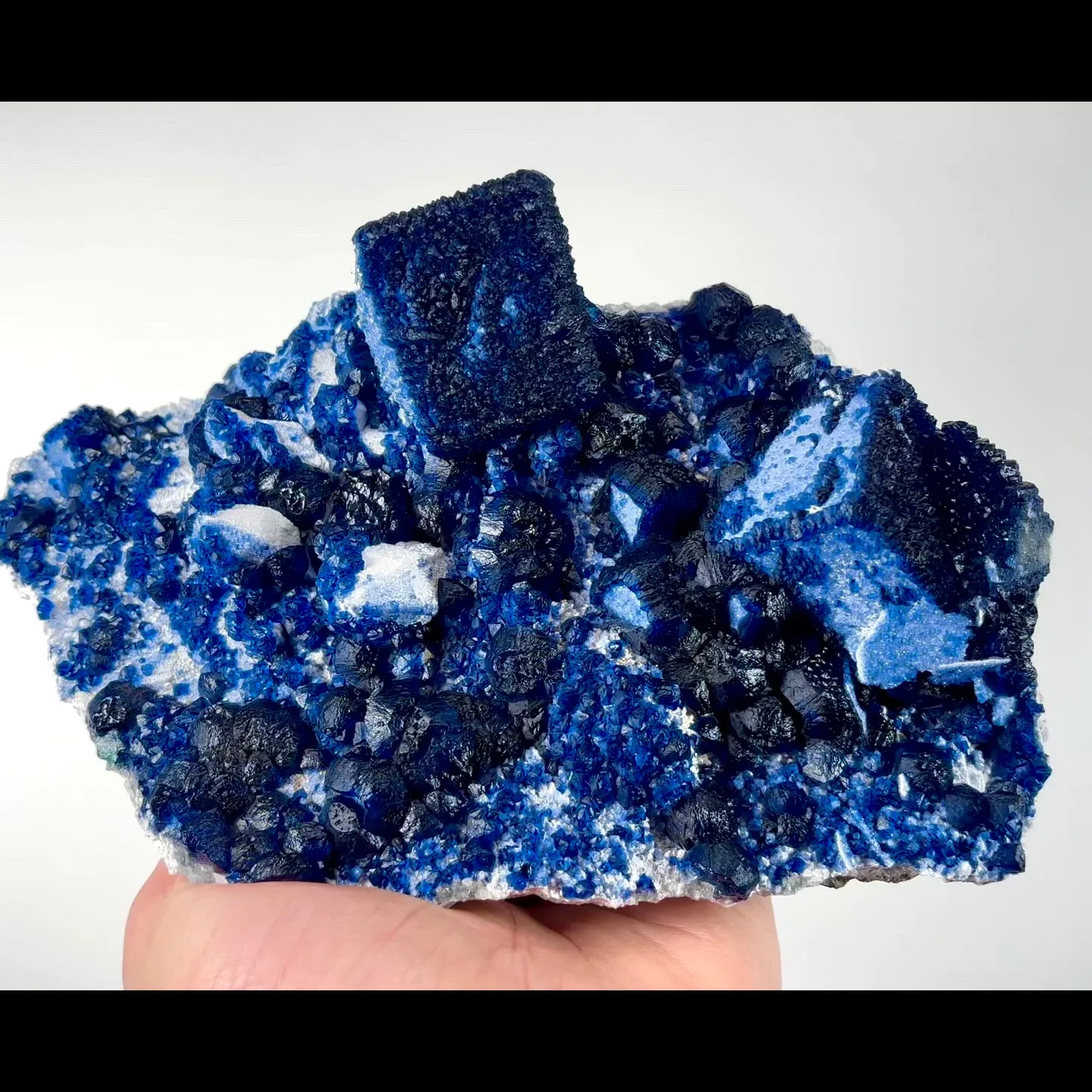 specimen video