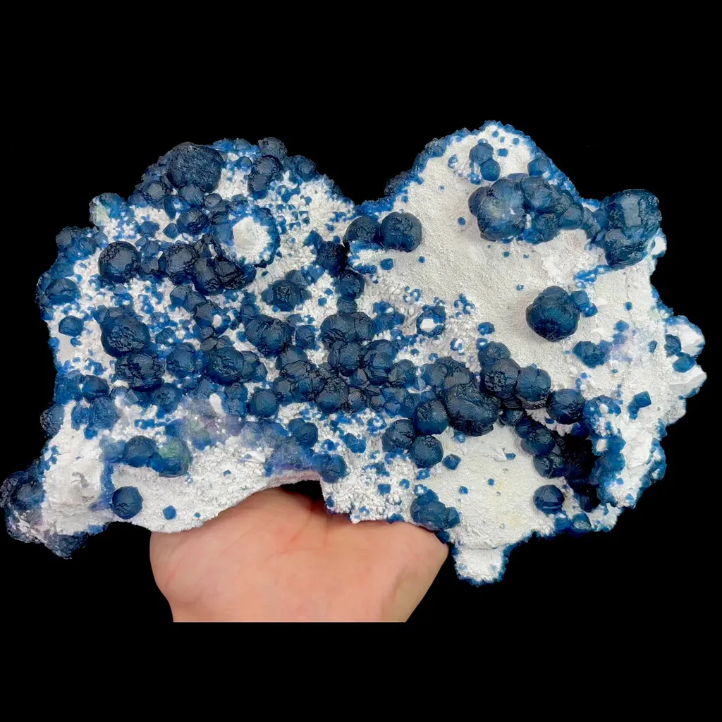 specimen video