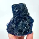 specimen video