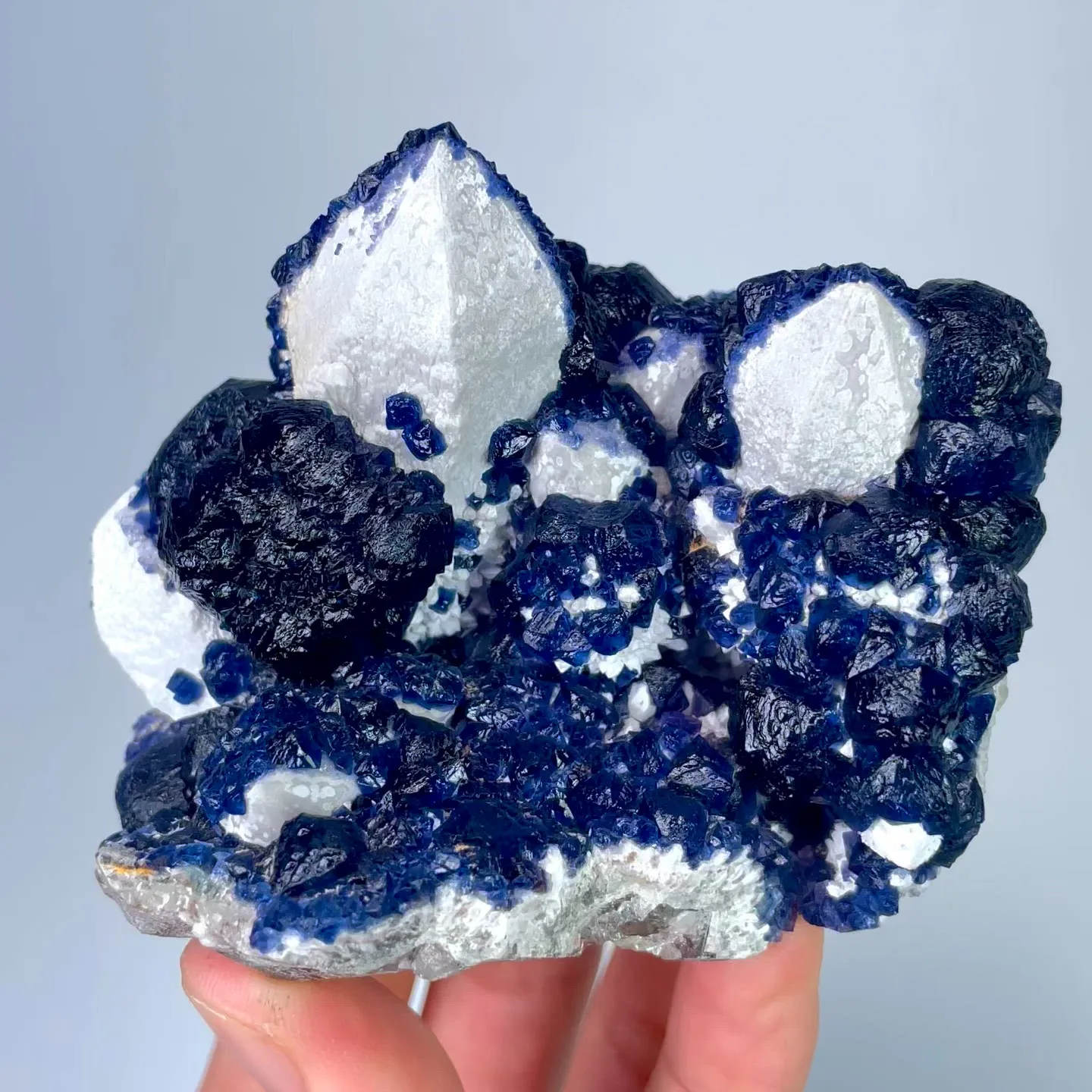 specimen video