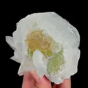 specimen video