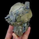 specimen video
