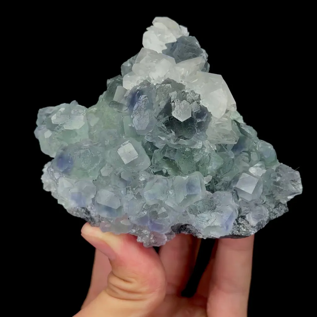 specimen video