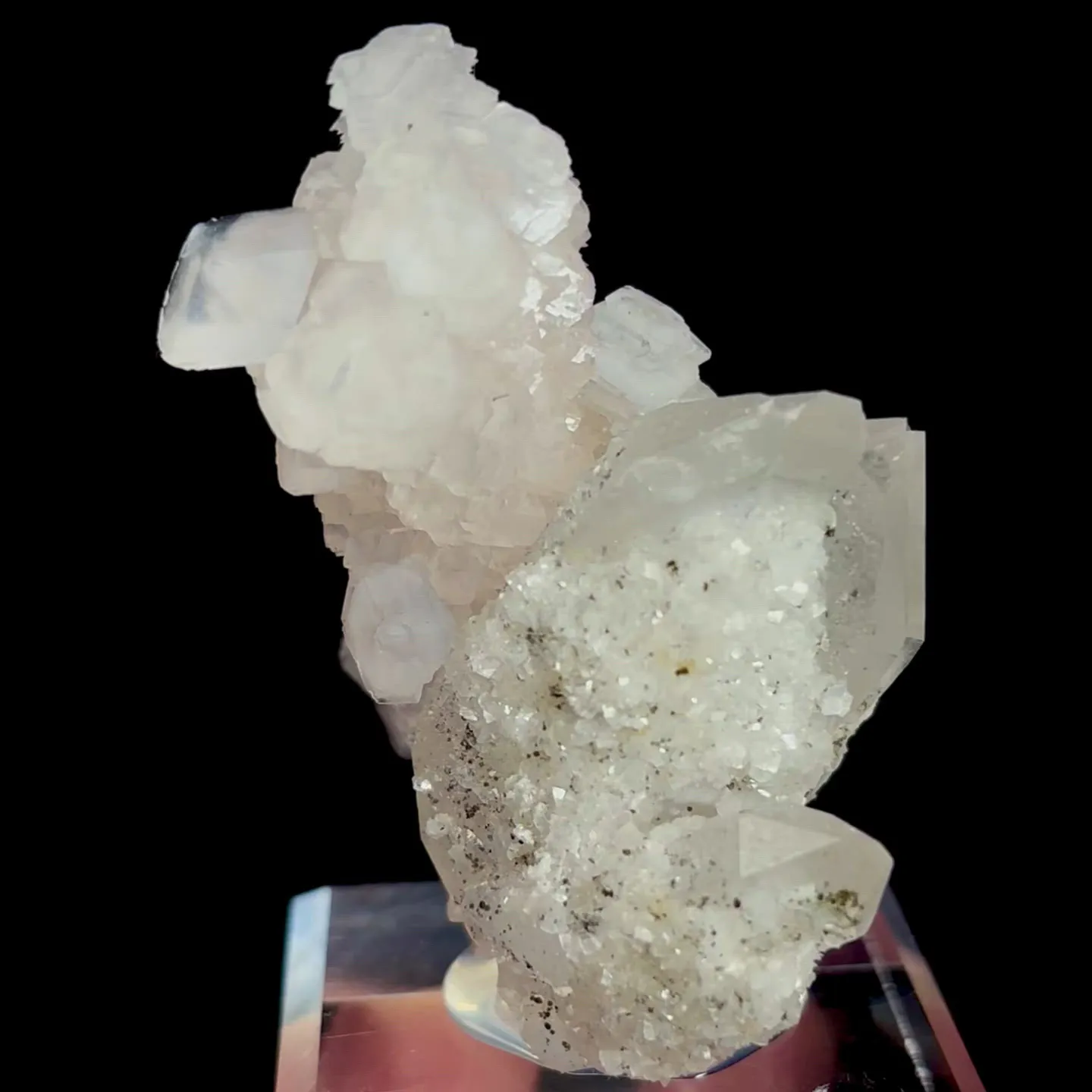 specimen video