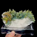 specimen video