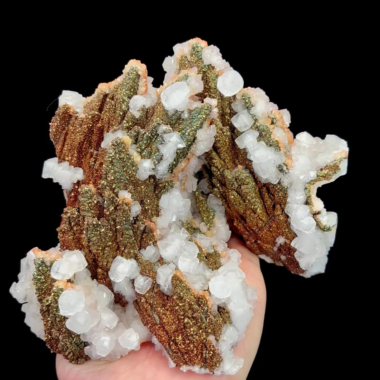 specimen video