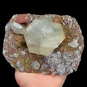 specimen video