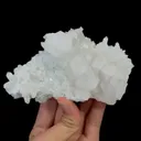 specimen video